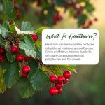 Zipvit 1000mg Hawthorn Berry Leaf Tablets, 90 Count