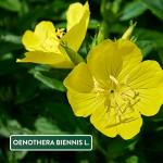 Evening Primrose Oil 1000mg - 120 Softgels