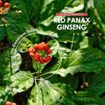 High Strength Panax Ginseng Extract 7500mg 120 Capsules