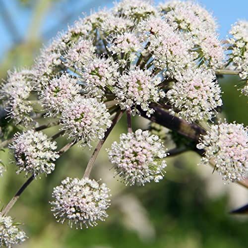 Organic Valerian Root Extract Powder 100% Pure