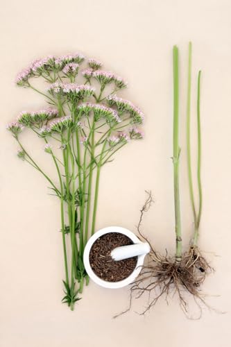 Organic Valerian Root Herbal Tea 50g