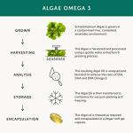 Together Plant-Based Omega 3 from Algae - 120 Capsules