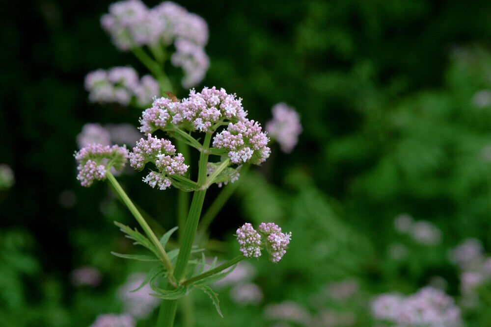 Valerian Root Herbal Tea for Anxiety Relief