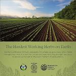 Gaia Herbs Valerian Root - Sleep Support Capsules