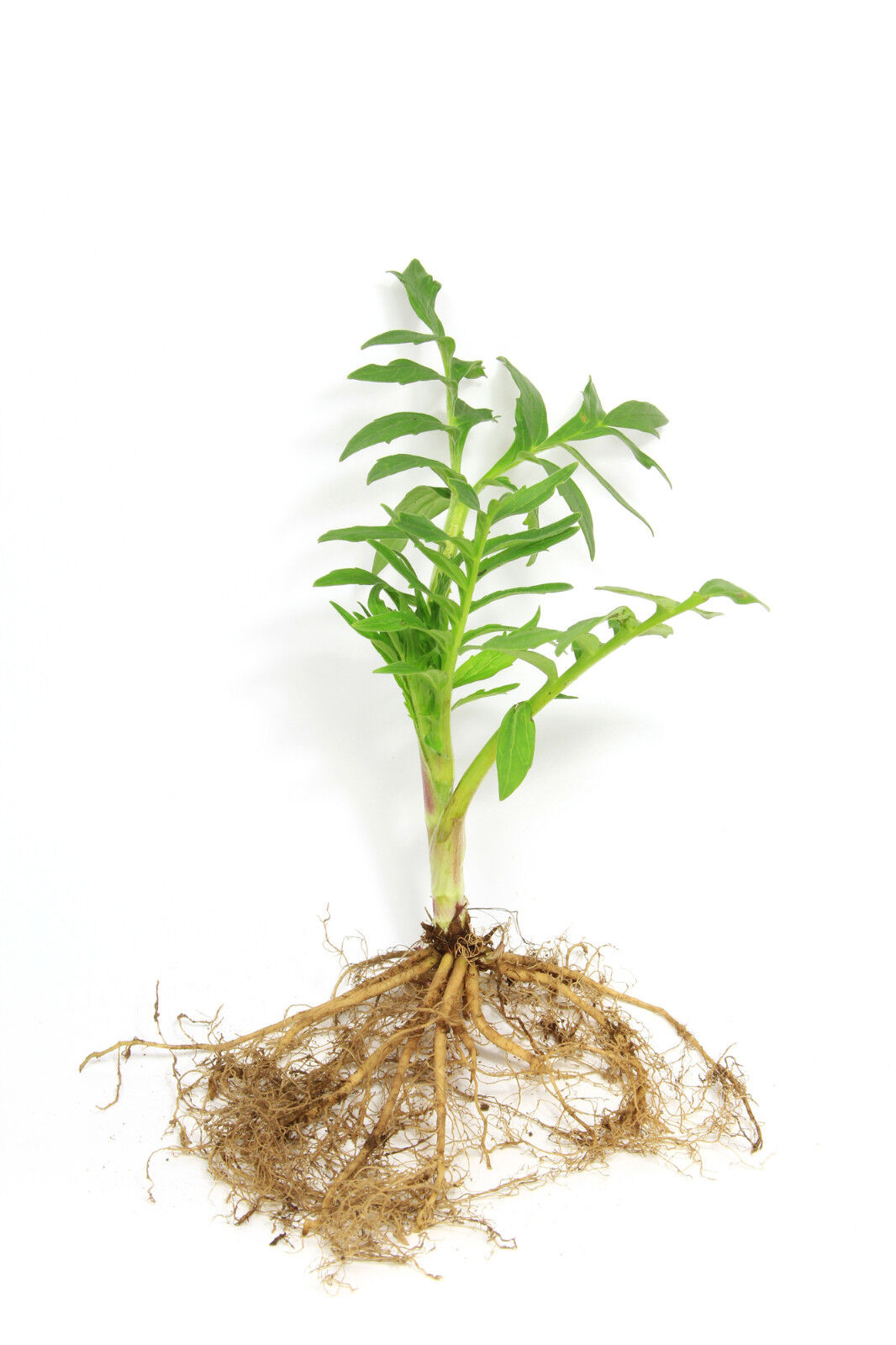 Valerian Root Herbal Tea for Relaxation