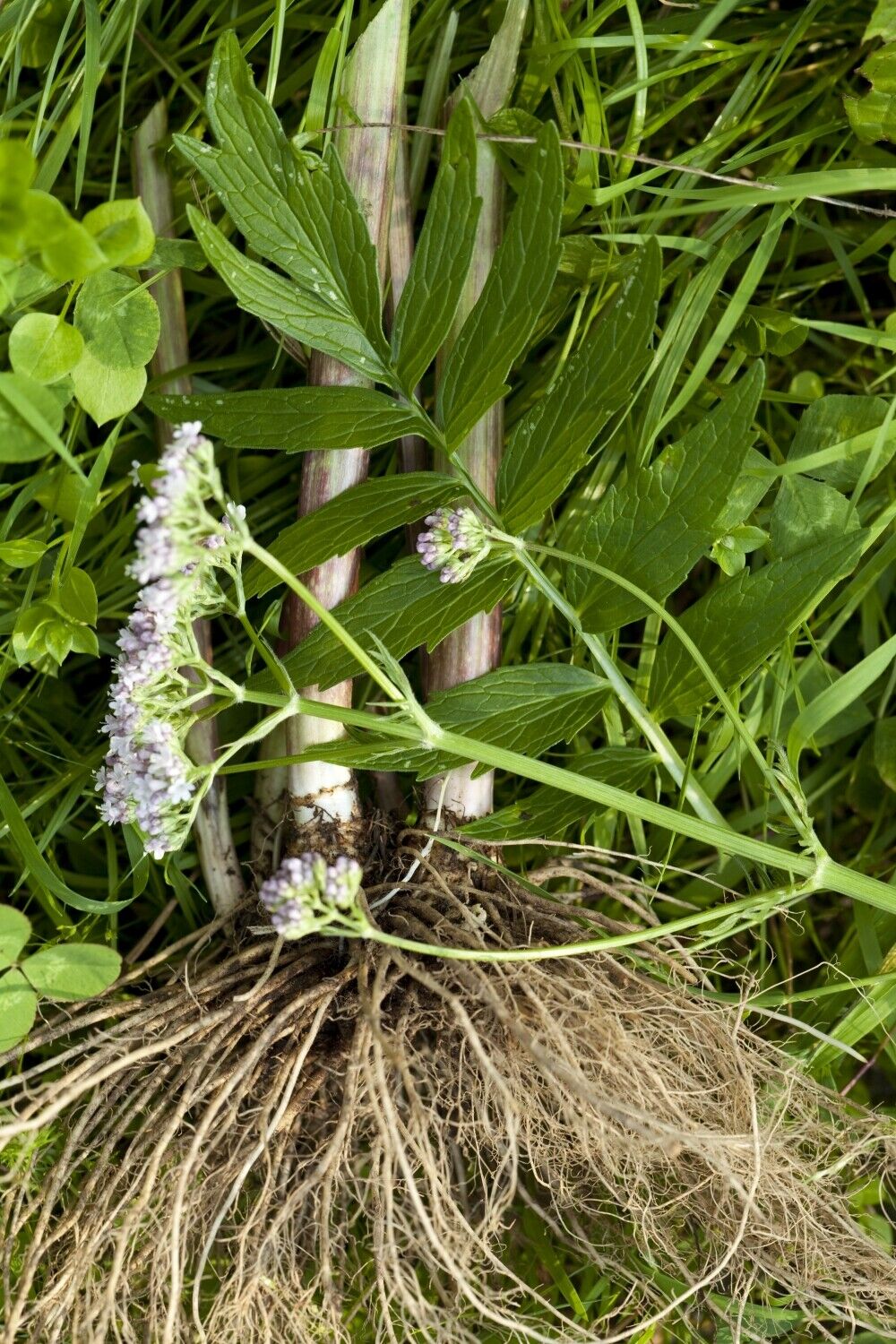 Valerian Root Herbal Tea for Relaxation