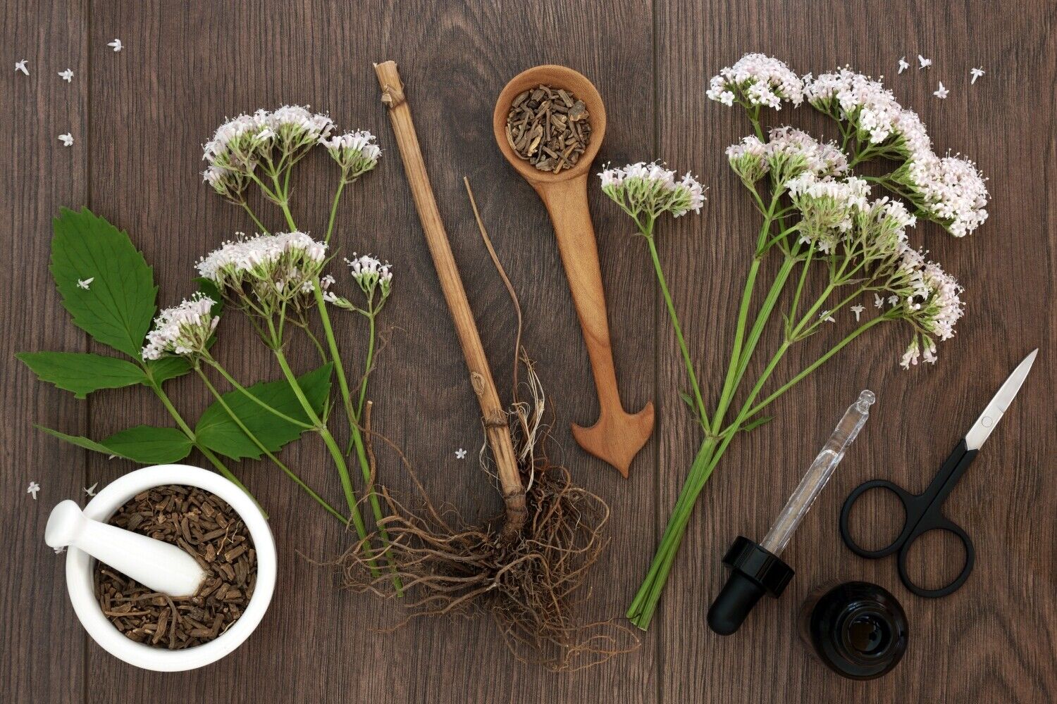 Valerian Root Herbal Tea for Relaxation