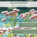 Organic Valerian Root Tea - 4 oz. Loose Leaf
