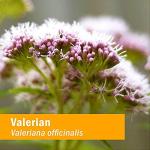Herb Pharm Organic Valerian Root Extract for Relaxation