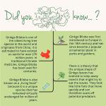 Ginkgo Biloba Capsules | 6000 mg Extract | 180 Vegan