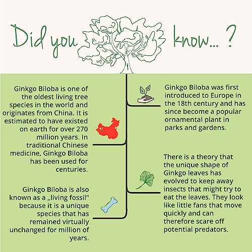 Ginkgo Biloba Capsules | 6000 mg Extract | 180 Vegan