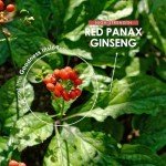 High Strength Panax Ginseng Extract 15,000mg, 90 Capsules