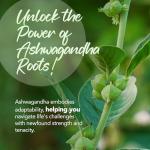 Zipvit Ashwagandha 3000mg Stress Relief Tablets