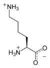 Pure L-Lysine Powder 500g, Additive Free