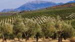 Organic High Polyphenol Extra Virgin Olive Oil 500ml
