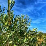 High Polyphenol Premium Extra Virgin Olive Oil