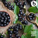 Bobica Organic Aronia Berry Capsules - Antioxidant Boost