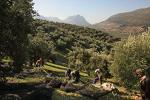 Venta del Barón - World's Best Extra Virgin Olive Oil