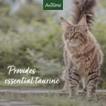 AniForte Complete Cat Nutrient Supplement 100g