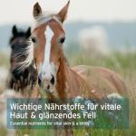 AniForte Brewers Yeast Powder for Horses 2.5 kg