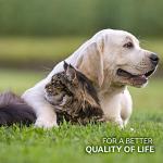 AniForte Brewer's Yeast Powder for Pets 500g
