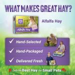 Alfalfa Hay Food for Young Small Pets