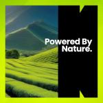 Bacopa Monnieri 500mg | Vegan Cognitive Booster