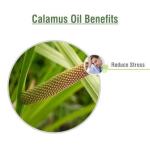 100% Pure Calamus Essential Oil - 15 ML