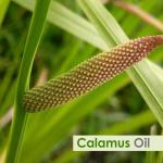 100% Pure Calamus Essential Oil - 30 ML