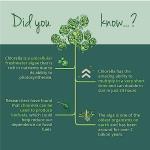 Vegavero Organic Chlorella 3000 mg Tablets