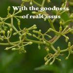 mi Nature Cissus Extract Tablets – Natural, Gluten-Free 90 Count