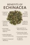 Echinacea 50g – Boosts Immune Health & Wellness