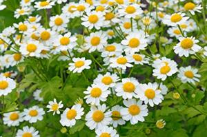 JustSeed Green Feverfew Herb Seeds - 900 Count