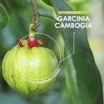 Organic Garcinia Cambogia 2100mg Vegan Capsules