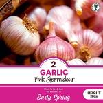 Garlic Pink Germidour Seeds - Aromatic French Variety