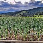 Garlic Pink Germidour Seeds - Aromatic French Variety