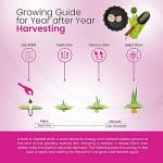 Garlic Pink Germidour Seeds - Aromatic French Variety