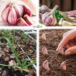 Garlic Pink Germidour Seeds - Aromatic French Variety