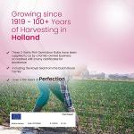 Garlic Pink Germidour Seeds - Aromatic French Variety