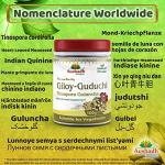Pure Guduchi Giloy Powder for Immune Support