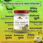 Pure Guduchi Giloy Powder for Immune Support