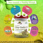 Pure Guduchi Giloy Powder for Immune Support