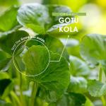 Organic Gotu Kola 1000mg - Vegan Capsules