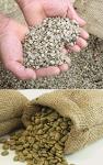 100% Arabica Green Raw Tanzanian Coffee Beans 2KG