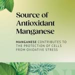 Twinings Mint Green Tea - 20 Bags