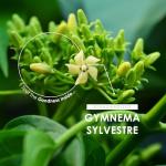 Gymnema Sylvestre 5000mg – 90 Vegan Capsules