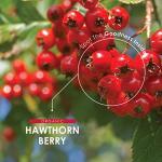 Organic Hawthorn Berry 1000mg – 90 Vegan Capsules