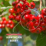 Organic Hawthorn Berry 1000mg Vegan Capsules 180 Count