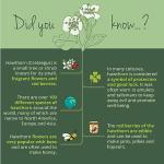 Organic Hawthorn Berry Capsules - 2800 mg Vegan