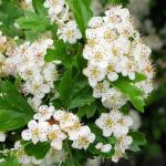 Organic Hawthorn Tea – Dried Leaves & Flowers
